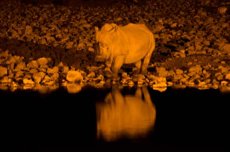 110 - Namibia - rinoceronte - imagen nocturna - Okaukuejo - parque nacional de Etosha